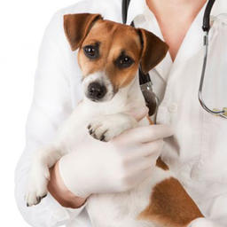 Curso online de ayudante de quirófano veterinario